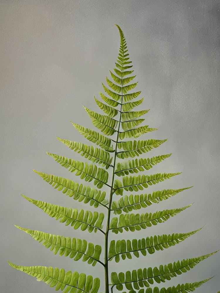 Fern Leaf 1