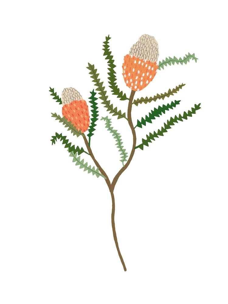 Banksia Flowers