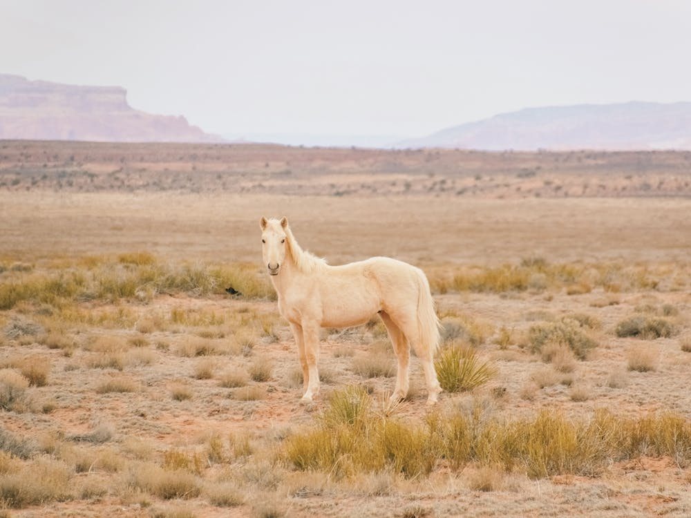 Palomino Wild Horse
