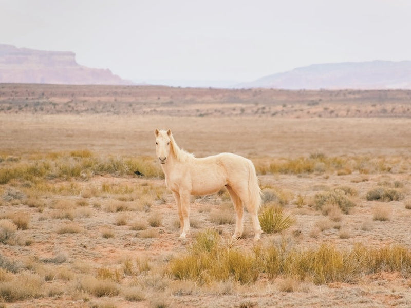 Palomino Wild Horse