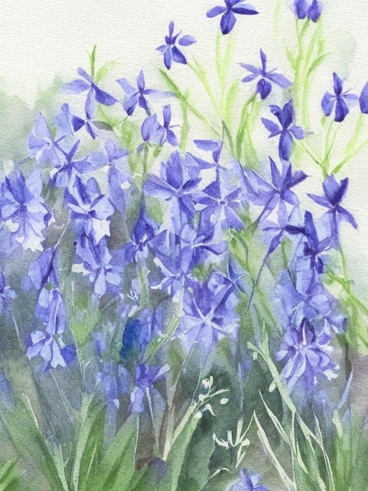 Mountain Bluebells Wildflower Watercolour 1