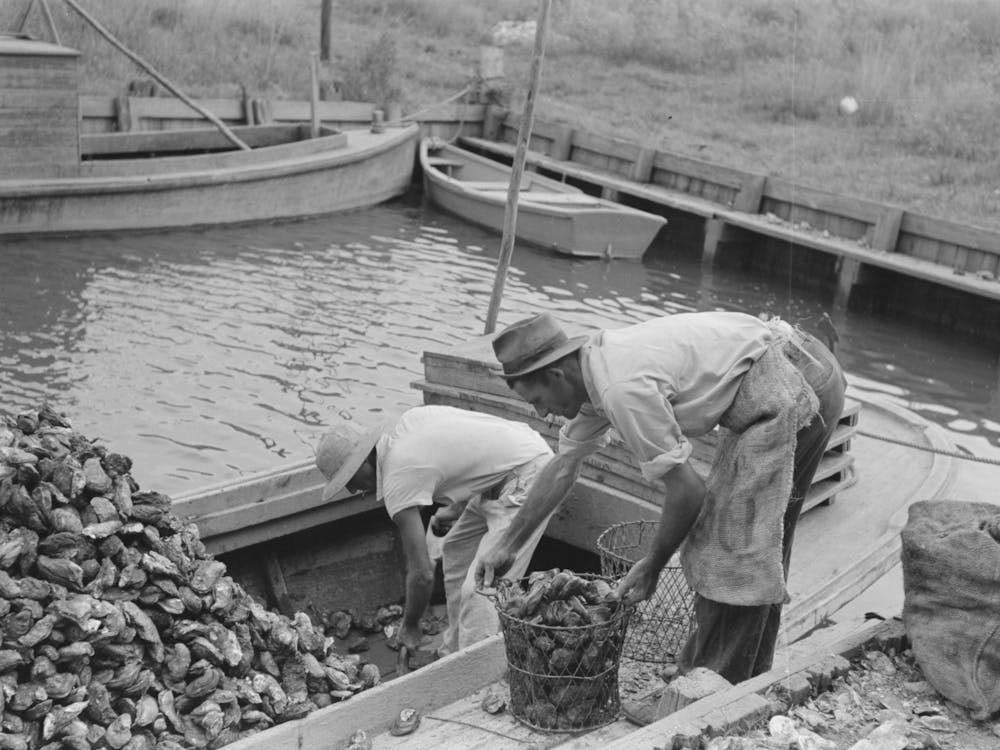 Untitled Photo, Possibly Related To Dumping Oysters Into Sacks From Wire Baskets, Olga, Louisiana By Russell Lee