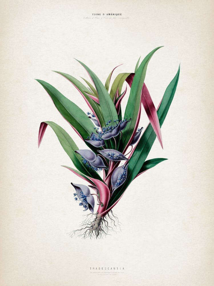 Vintage Denisse 1 Tradescantia