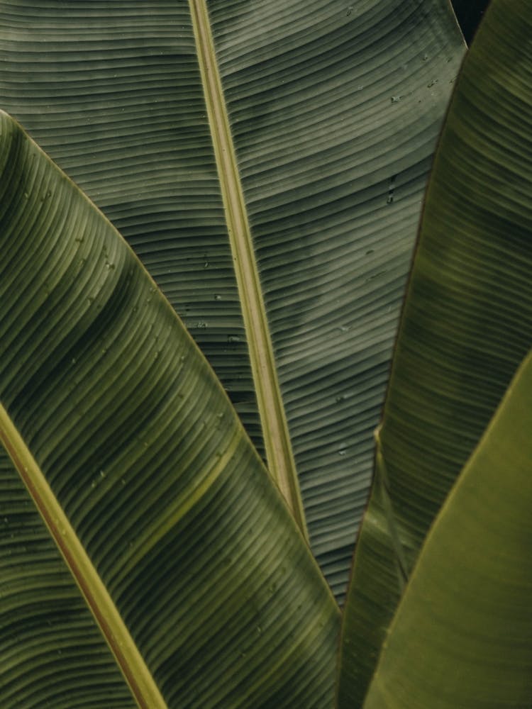 Banana Leaf
