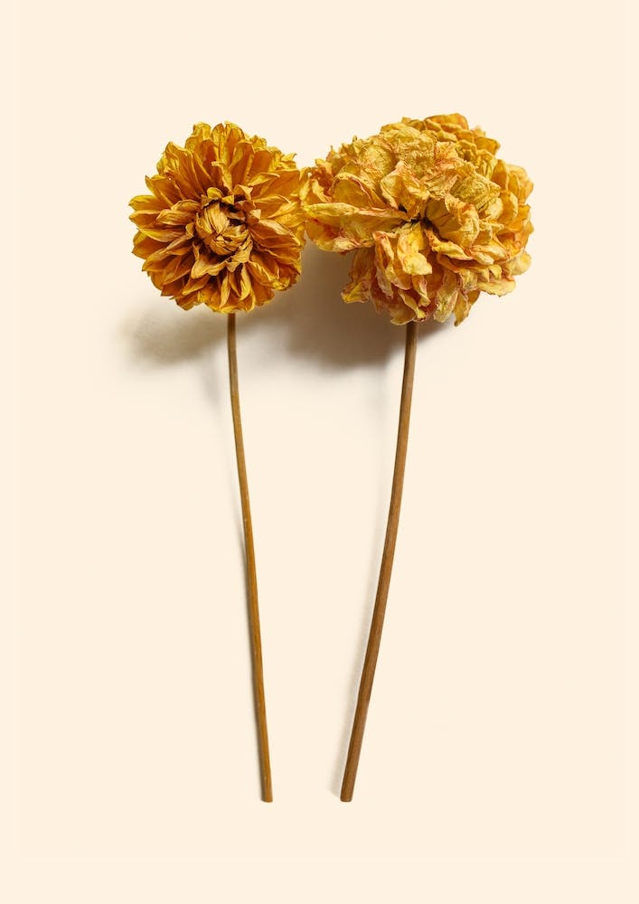 Yellow Dahlia I