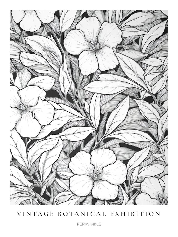 Periwinkle B&W Vintage Botanical Poster