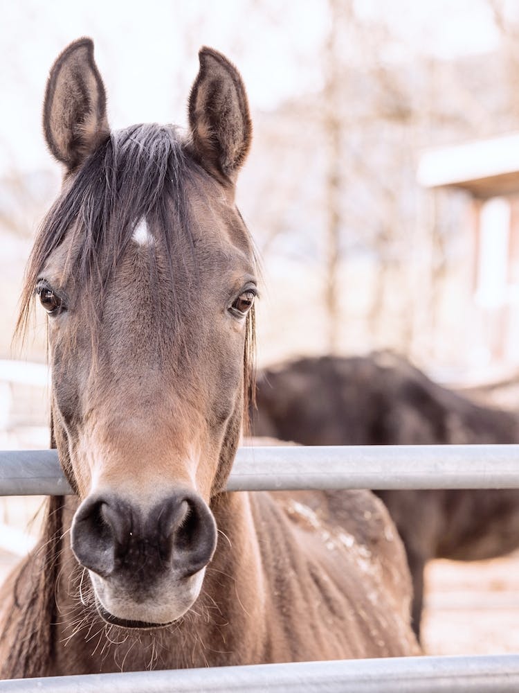 Bay Colored Horse