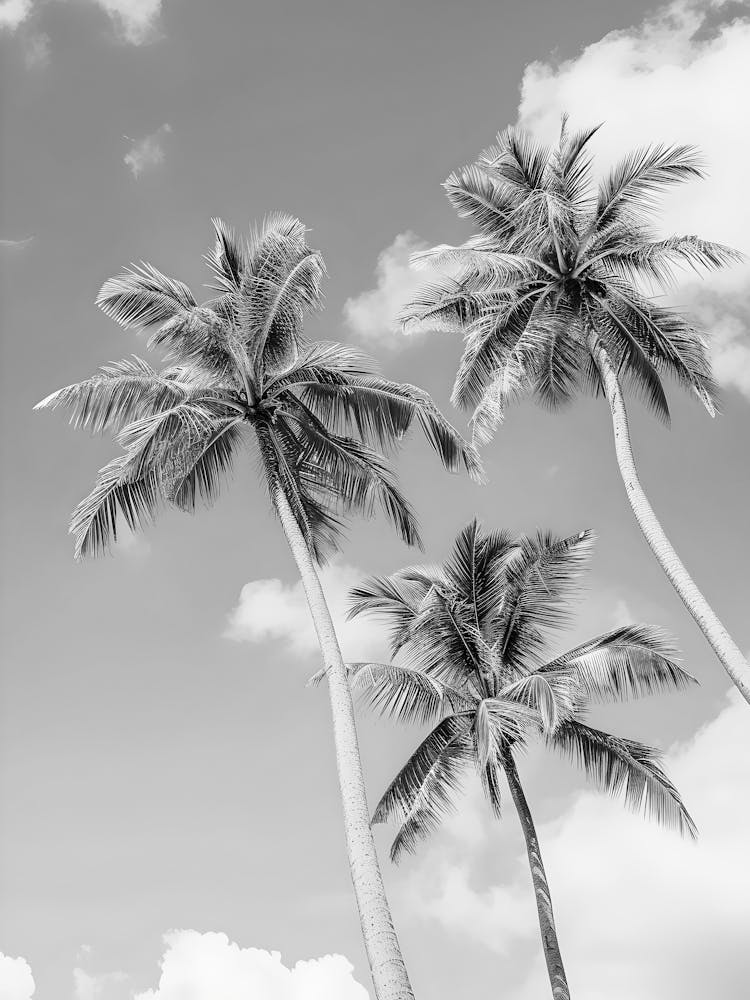 Black And White Palm Trees 9