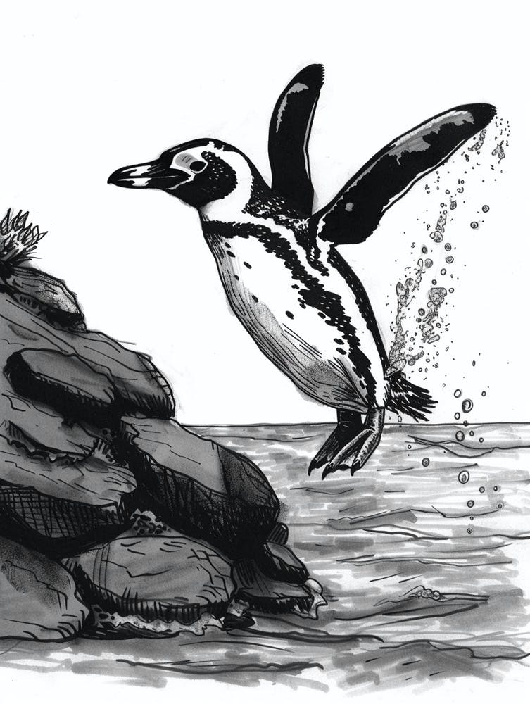 African Penguin Diving Into The Water 4
