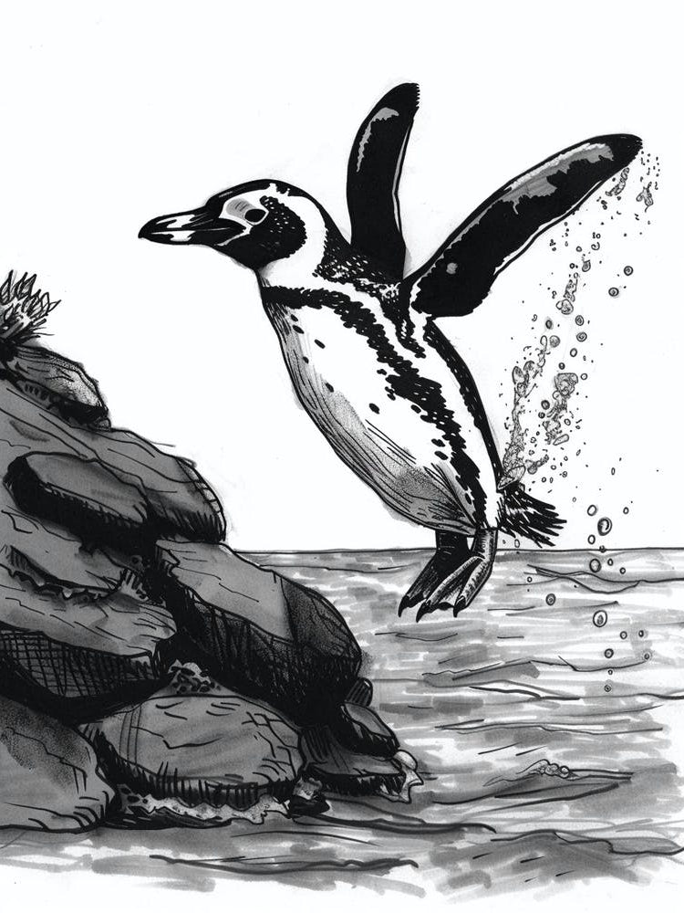 African Penguin Diving Into The Water 4