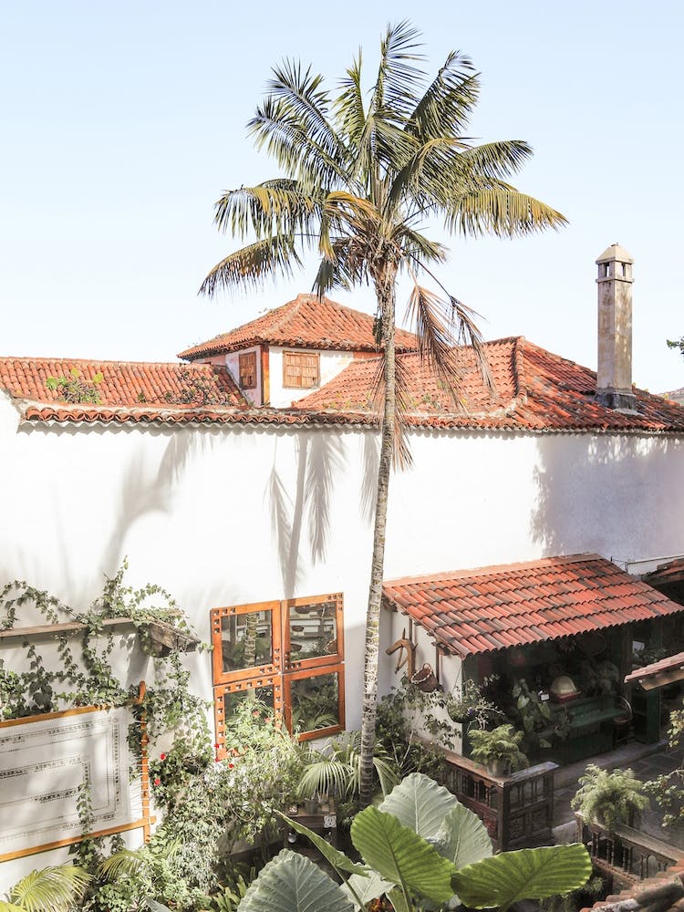 Tenerife Palmtree View