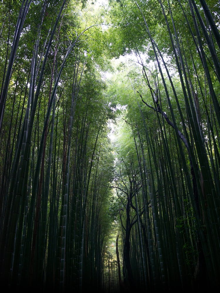 Bamboo Forest