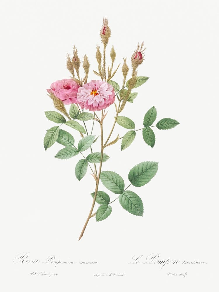 Mossy Pompon, Pierre Joseph Redoute
