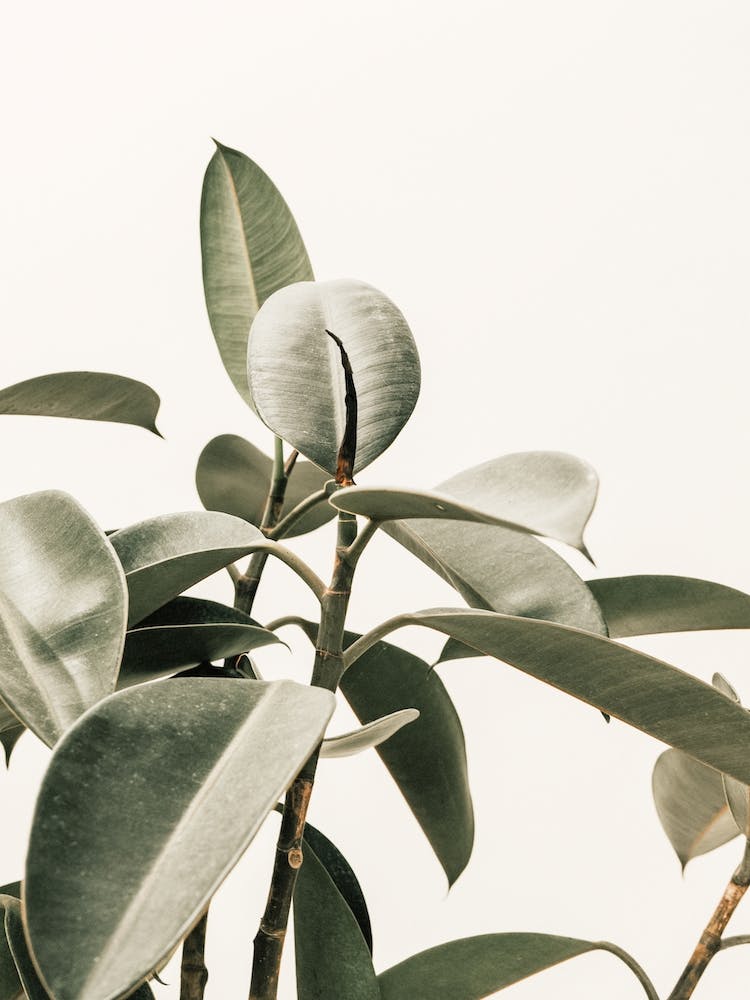 Rubber Plant Leaves