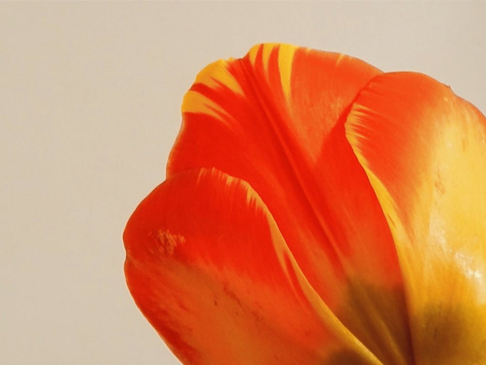 Tulip Form 2