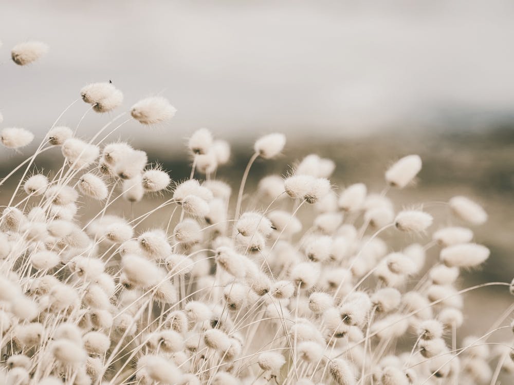 Dried Beach Pampas