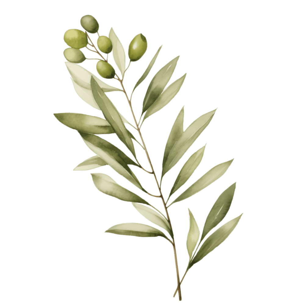 Olive Branch 1
