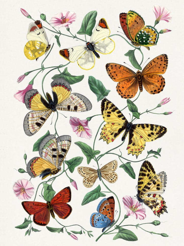 Butterflies And Flowers