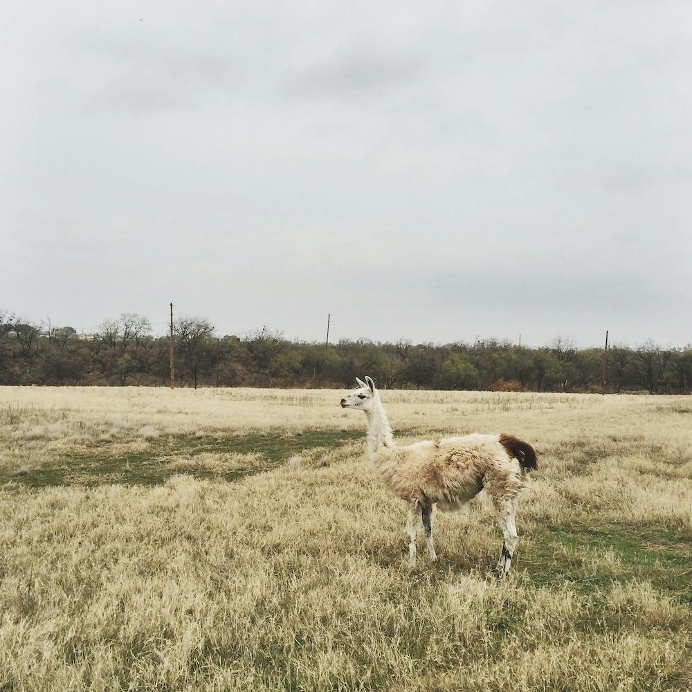 Llama Drama Square