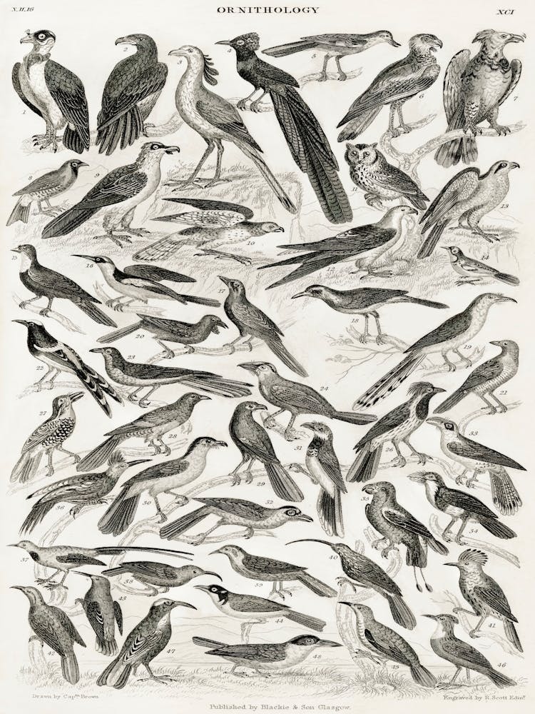 Ornithology, Oliver Goldsmith 5