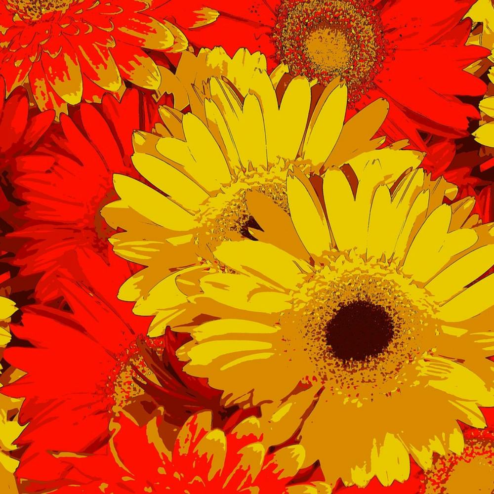 Gerbera Daisies