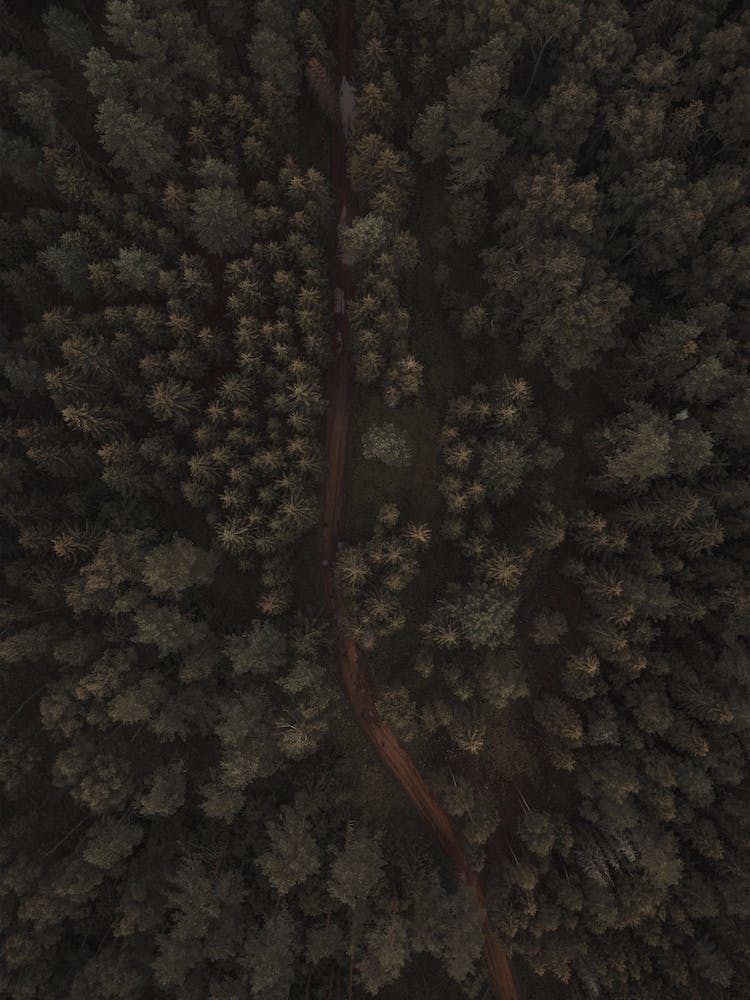 Aerial Forest Scenery