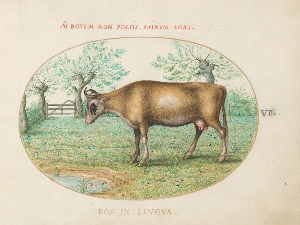 Animalia Qvadrvpedia et Reptilia (c. 1575-1580), Joris Hoefnagel (7)