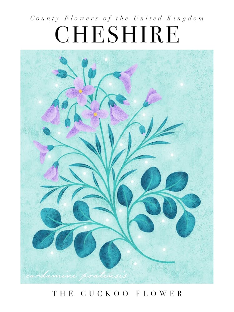 County Flower of Cheshire Cuckooflower