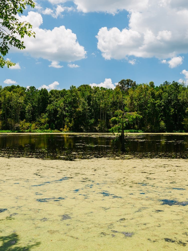 Charleston's Magnolia Plantation II