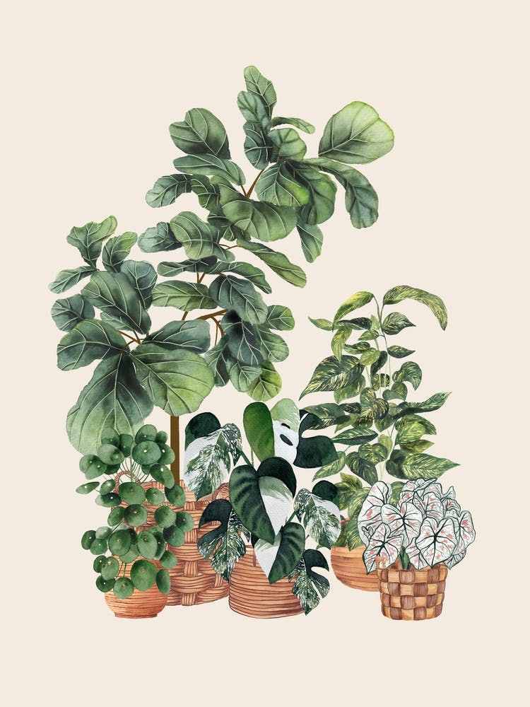 House Plants Club 2