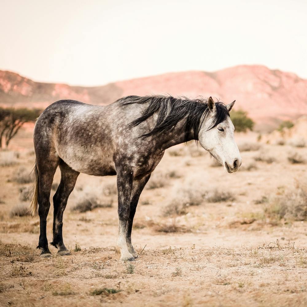 Gray Wild Horse Square