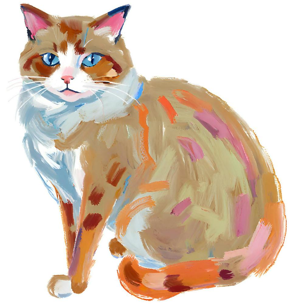 Ragdoll Cat 02