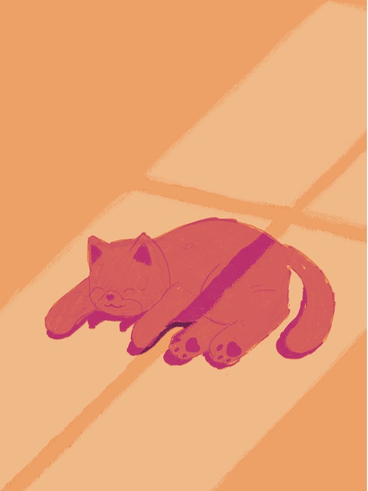 Cat Sleeping On The Floor