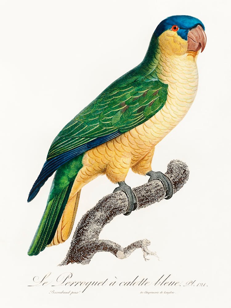The Black Lored Parrot From Natural History Of Parrots, Francois Levaillant