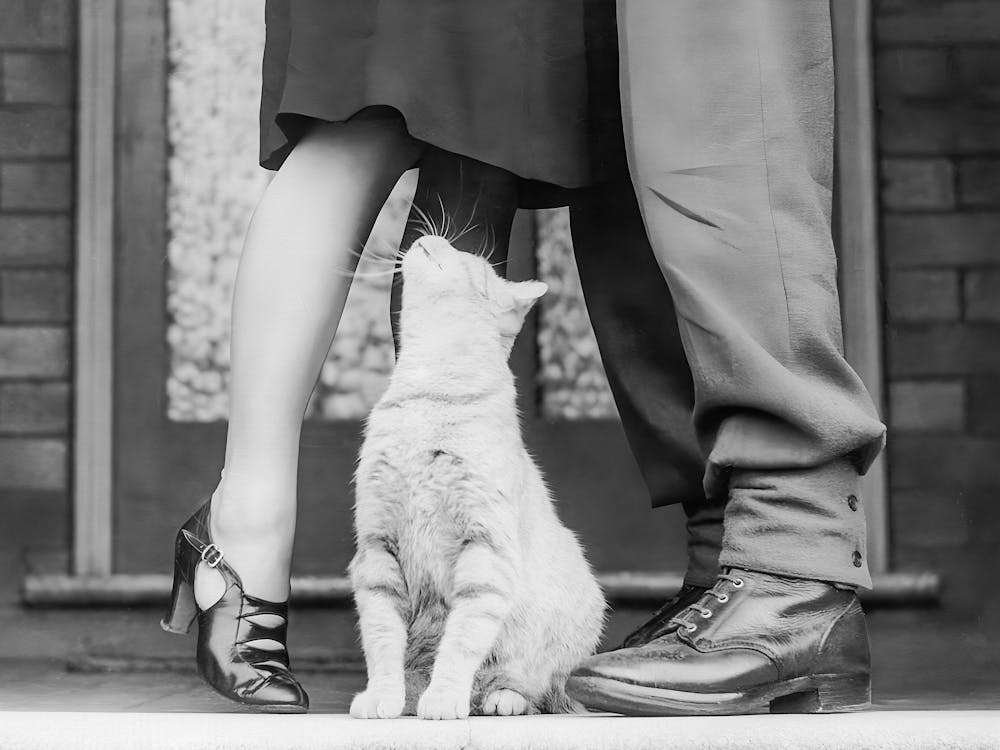 White Cat Looking at Couple Kissing, Vintage Black and White Old Photo