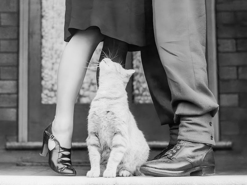 White Cat Looking at Couple Kissing, Vintage Black and White Old Photo