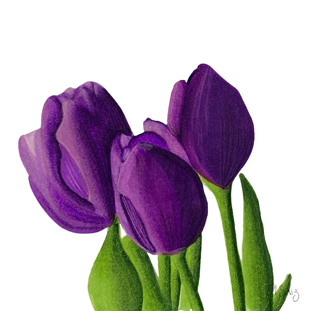 Lila Tulpen
