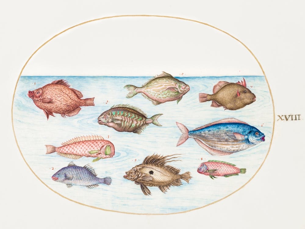 Boarfish, Razorfish, Butterfish, A John Dory And Other Fish (1575–1580), Joris Hoefnagel