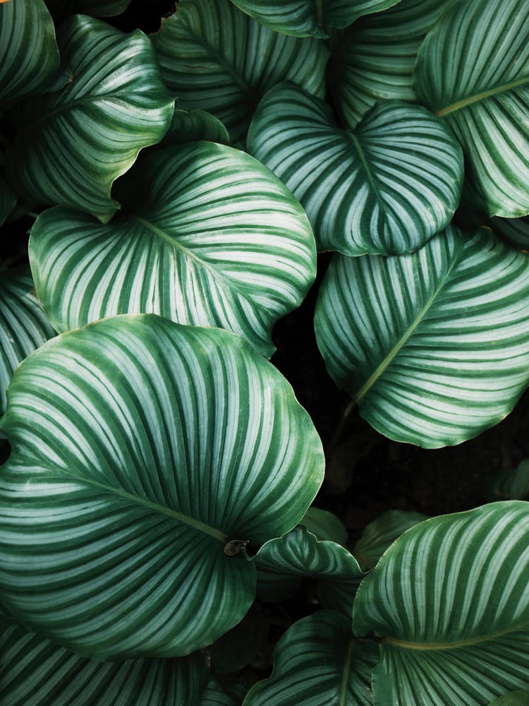 Green Leaves Background