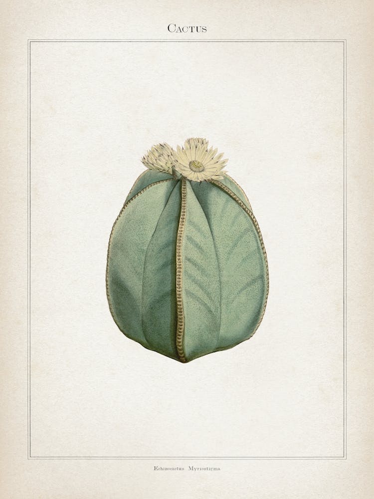 Vintage Curtis 2 Echinocactus Myriostigma