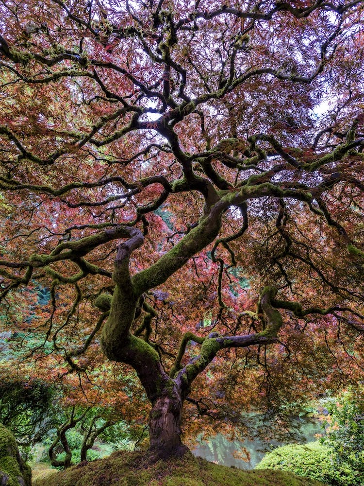 Japanese Maple Tree