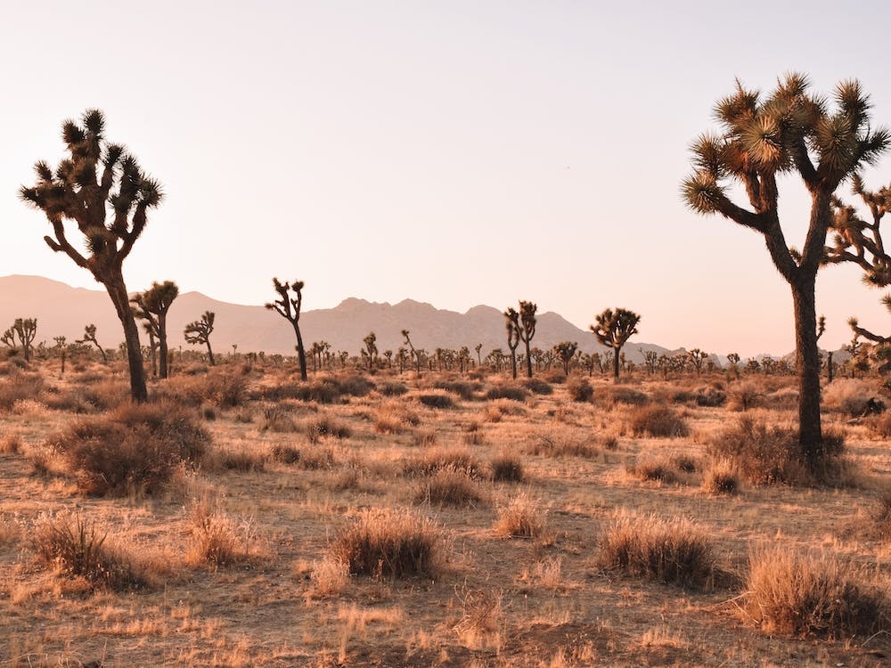 Hot Desert Scenery