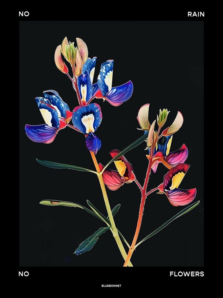 No Rain No Flowers Poster Bluebonnet 7