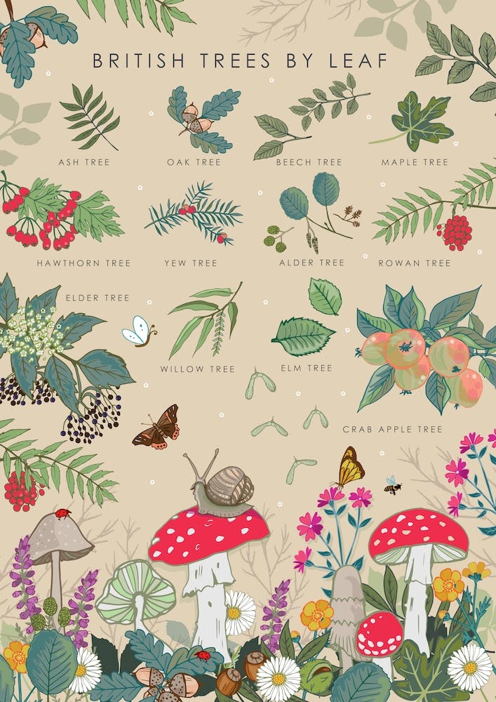 British Trees By Leaf