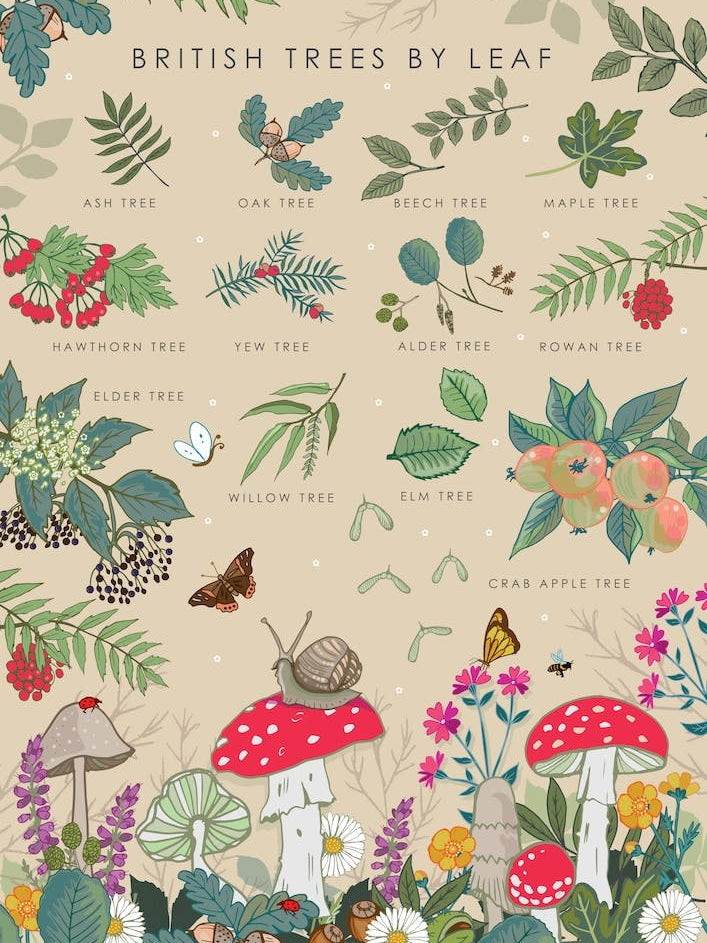 British Trees By Leaf