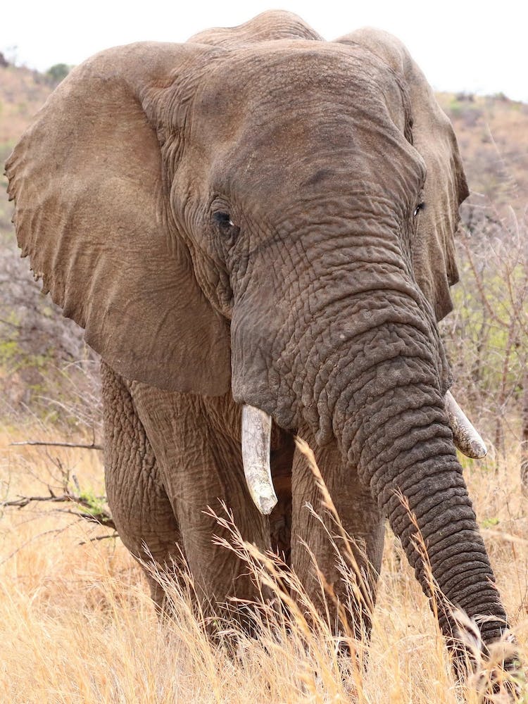 Elephant Portrait Color