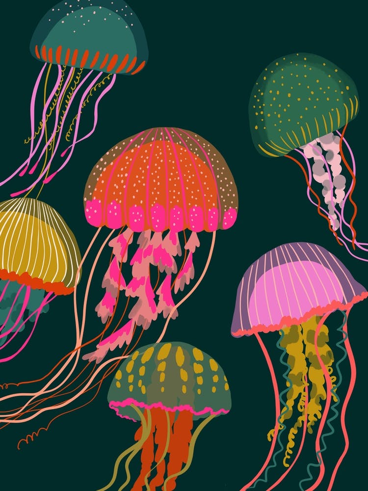 Jellyfish