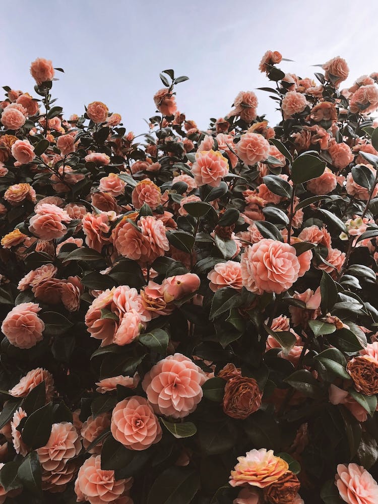 Camellias In Portland Oregon