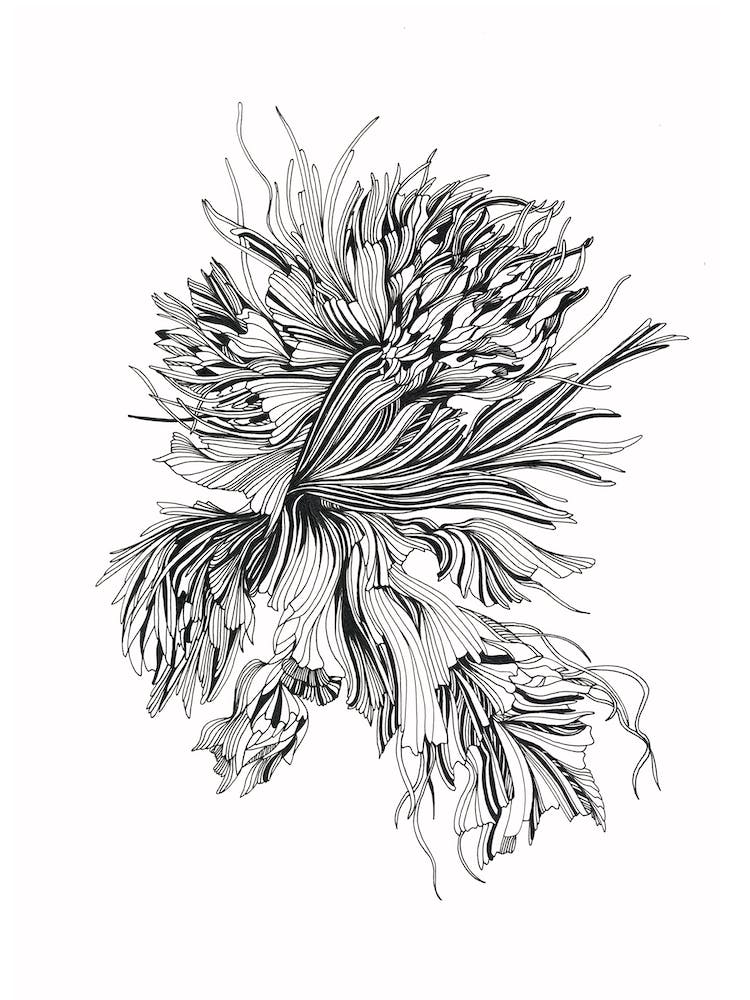 Underwater Peony Linear Drawing