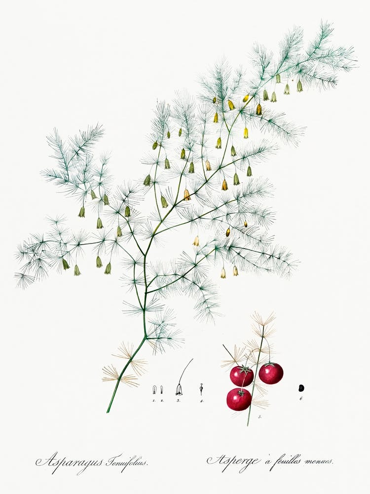Asparagus, Pierre Joseph Redoute